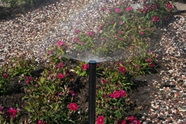 watering flowers plantation