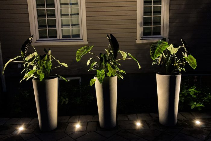eclairage-architectural-plantes